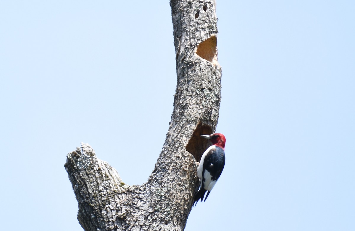Red-headed Woodpecker - ML617491644