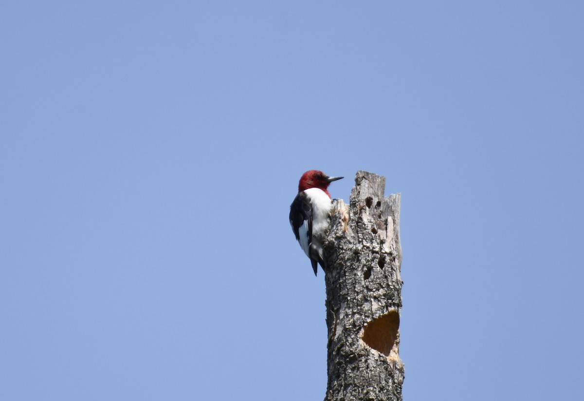 Red-headed Woodpecker - ML617491646