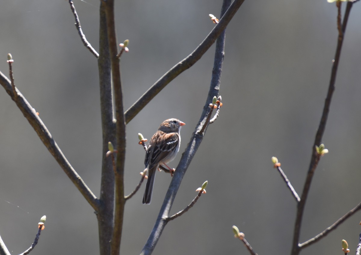 Field Sparrow - ML617491654