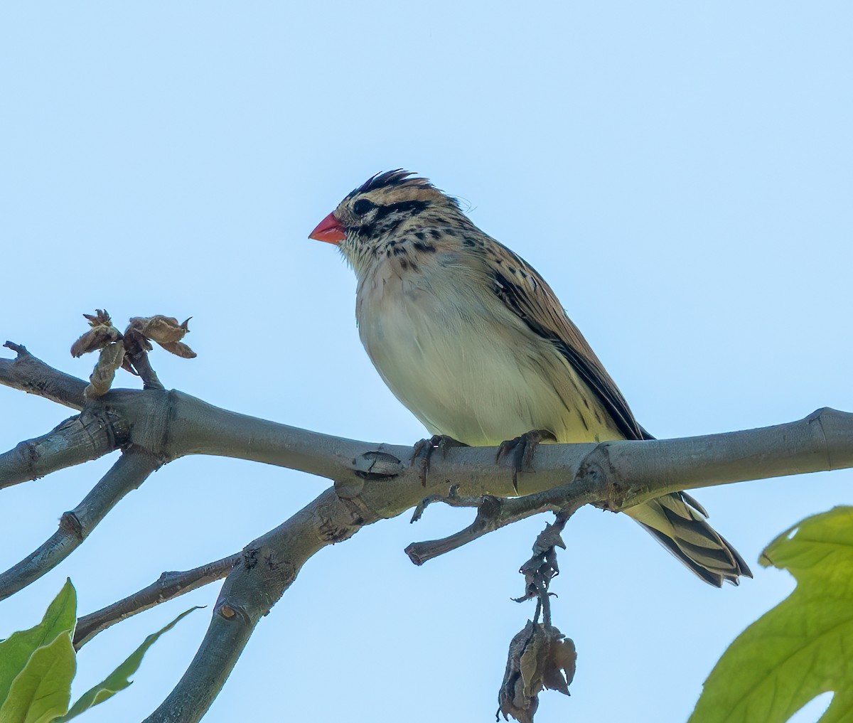 Pin-tailed Whydah - ML617491662