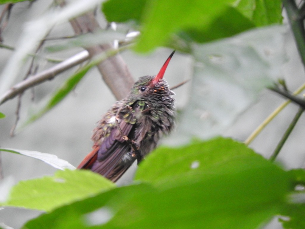 Rufous-tailed Hummingbird - ML617491705