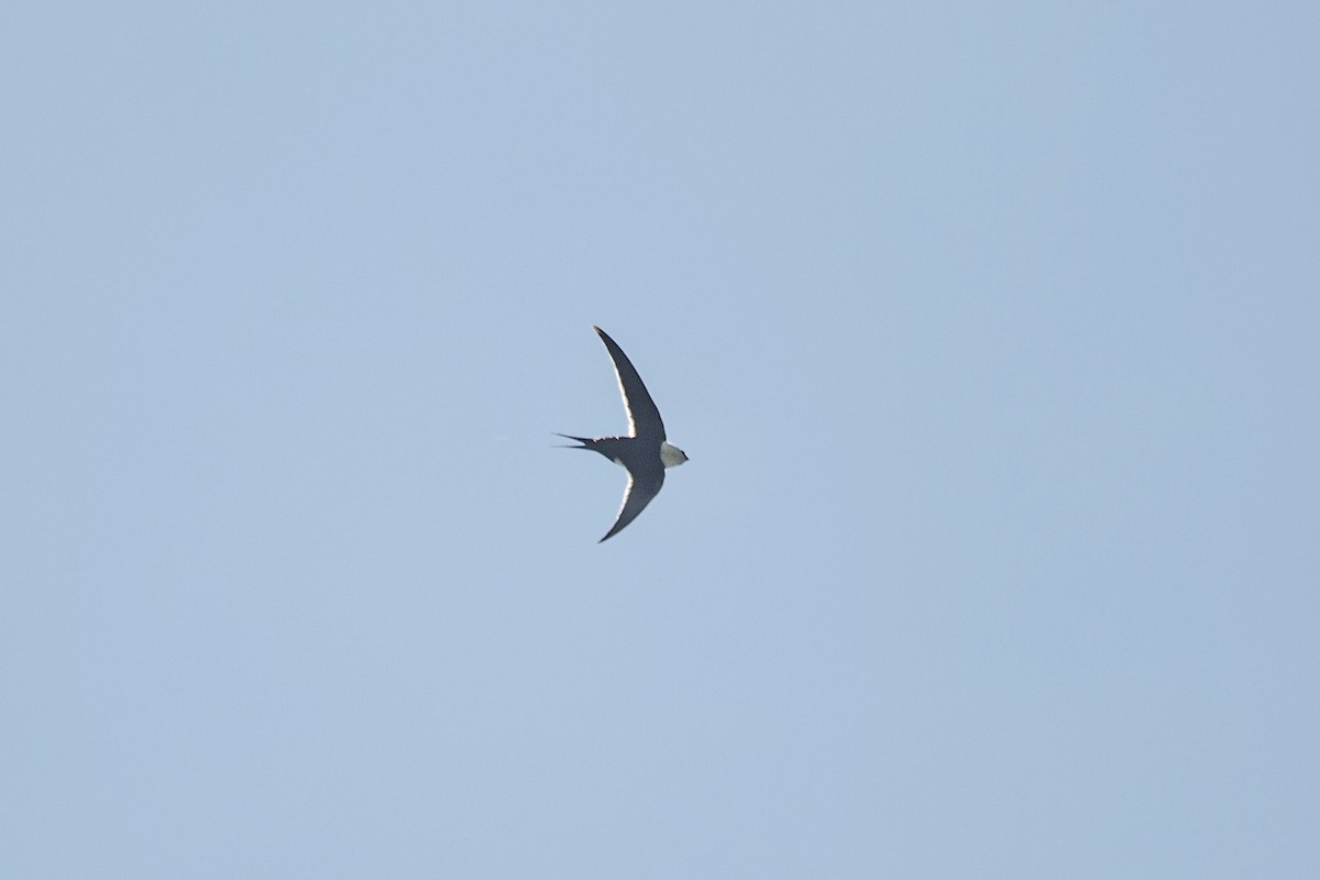 Great Swallow-tailed Swift - ML617491823