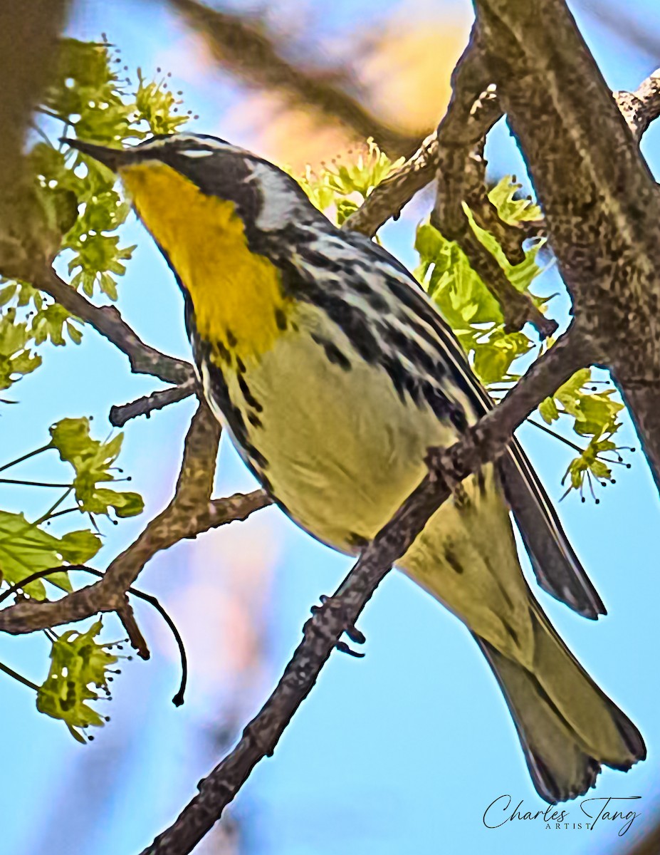 Yellow-throated Warbler - ML617491862