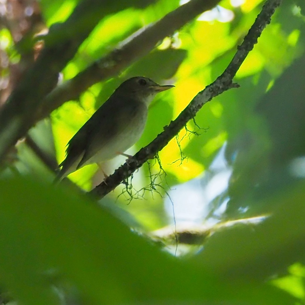 Brown-chested Jungle Flycatcher - Ingkayut Sa-ar