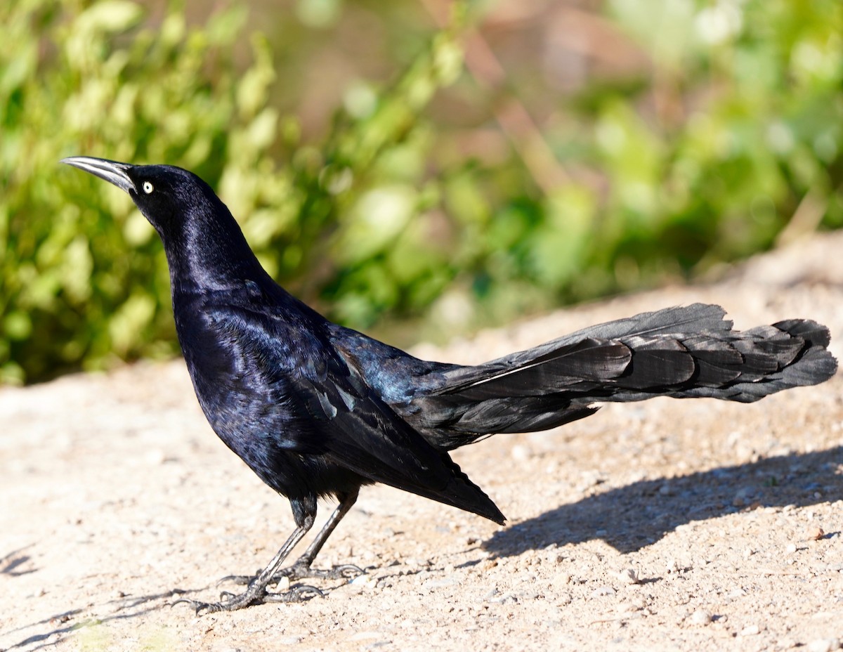 Great-tailed Grackle - ML617491944