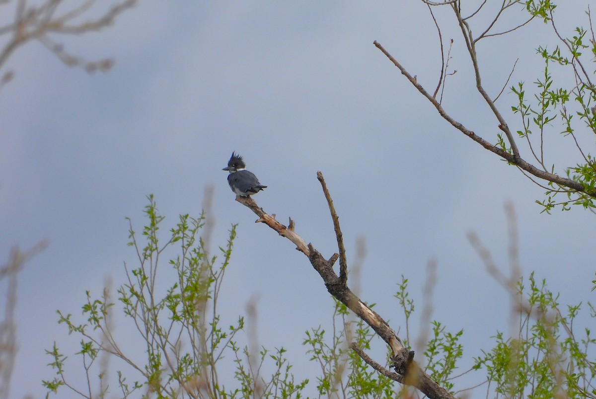 Belted Kingfisher - ML617491947