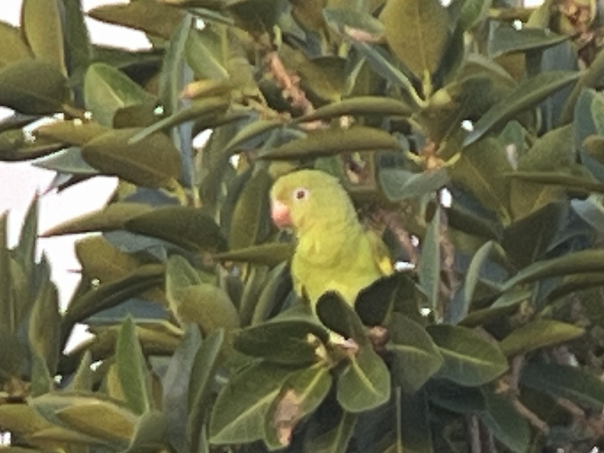 Yellow-chevroned Parakeet - Daryl Bernard