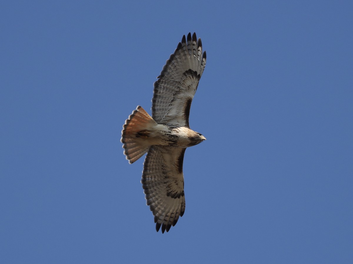Red-tailed Hawk - ML617492051
