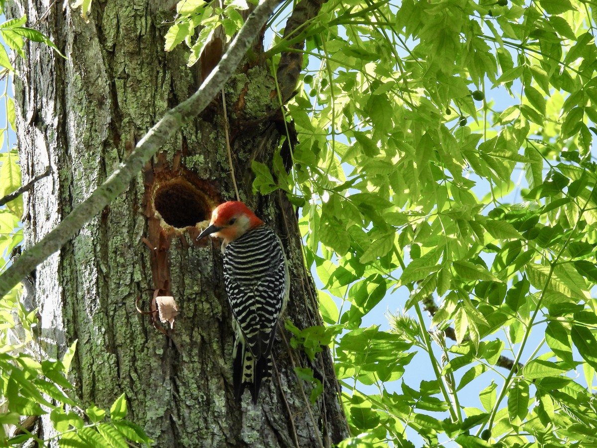 Red-bellied Woodpecker - ML617492053