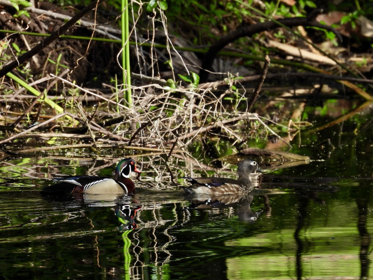 eBird Checklist 16 Apr 2024 Mead Botanical Gardens 28 species