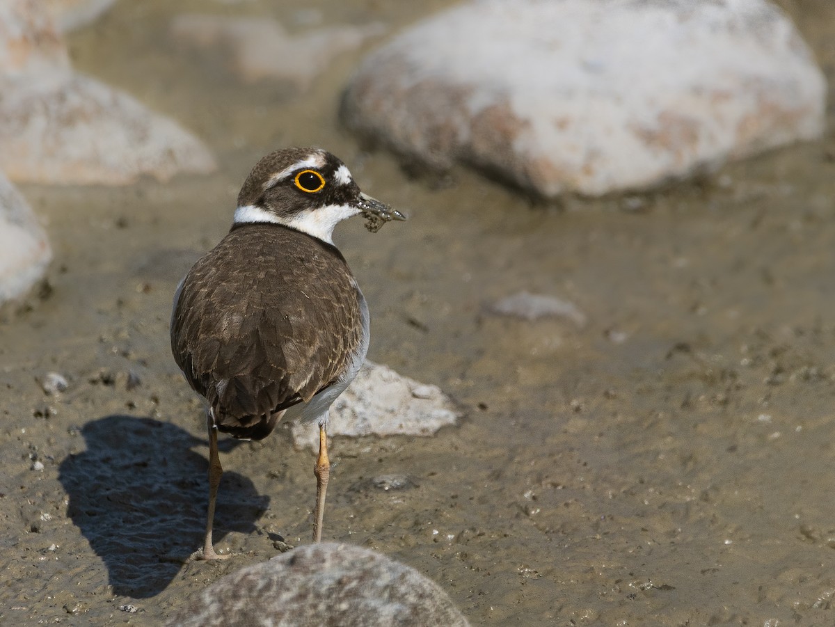 Little Ringed Plover (curonicus) - ML617492080