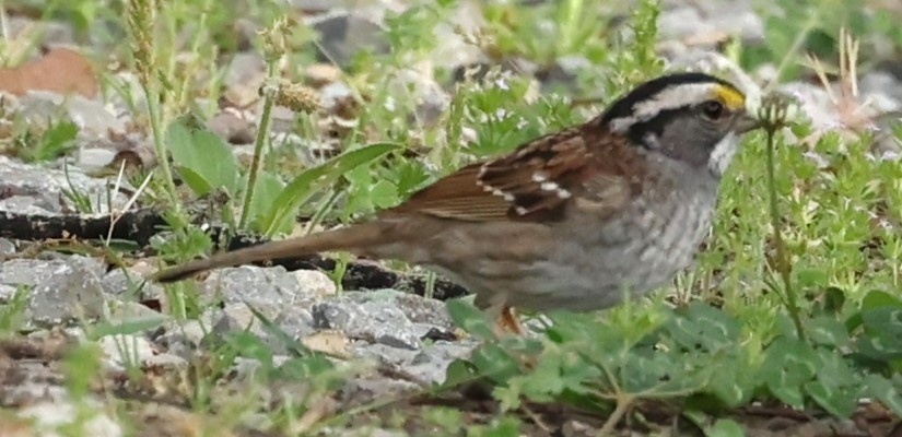 White-throated Sparrow - ML617492084