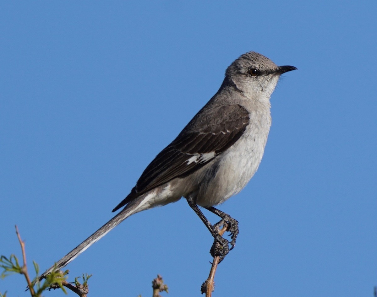 Northern Mockingbird - Sibylle Hechtel