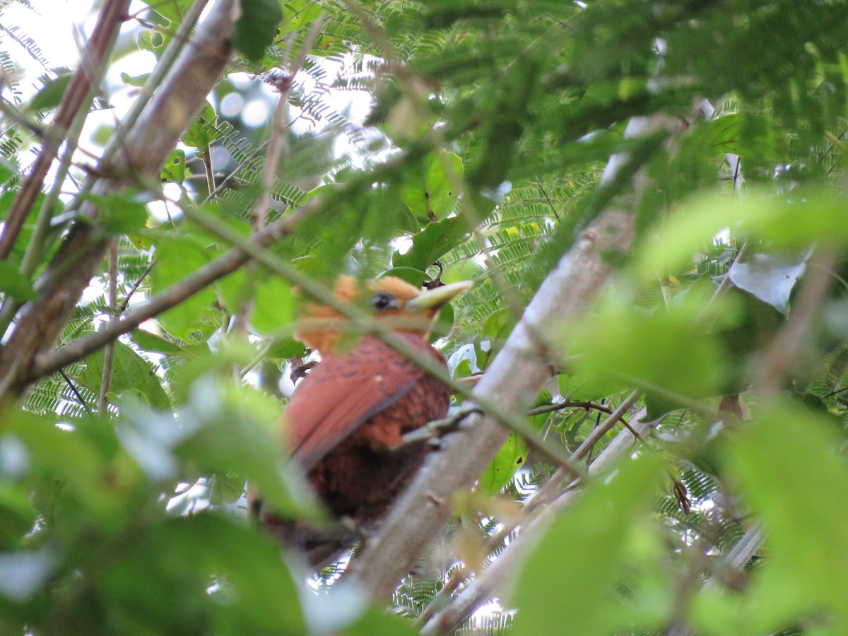 Chestnut-colored Woodpecker - ML617492172