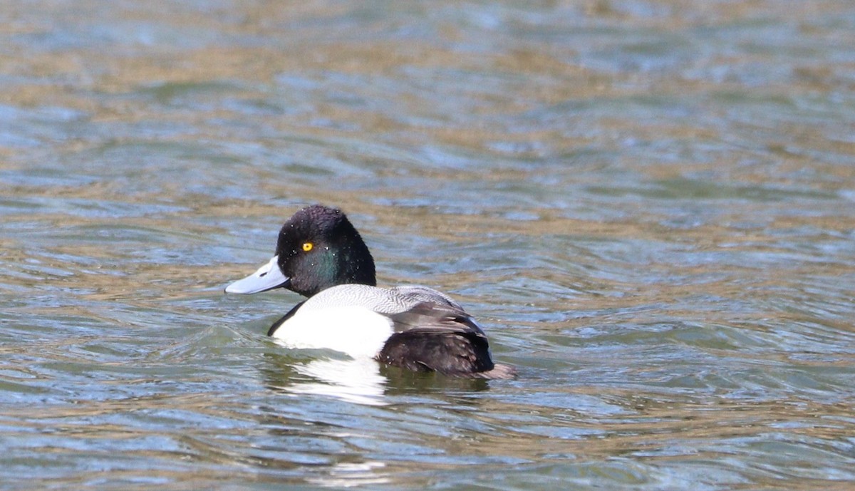 Greater Scaup - ML617492179