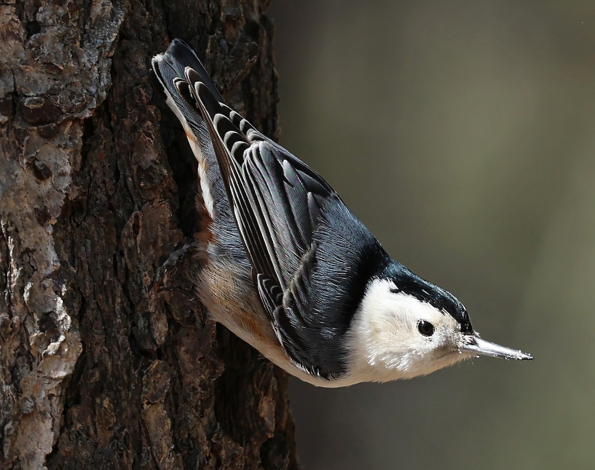 White-breasted Nuthatch - ML617492183