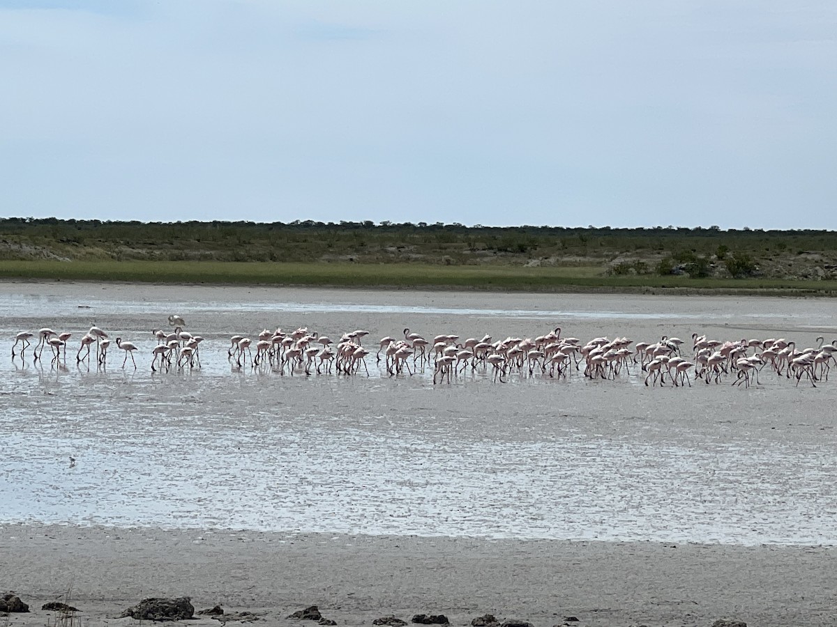 Greater Flamingo - Juliana Botelho