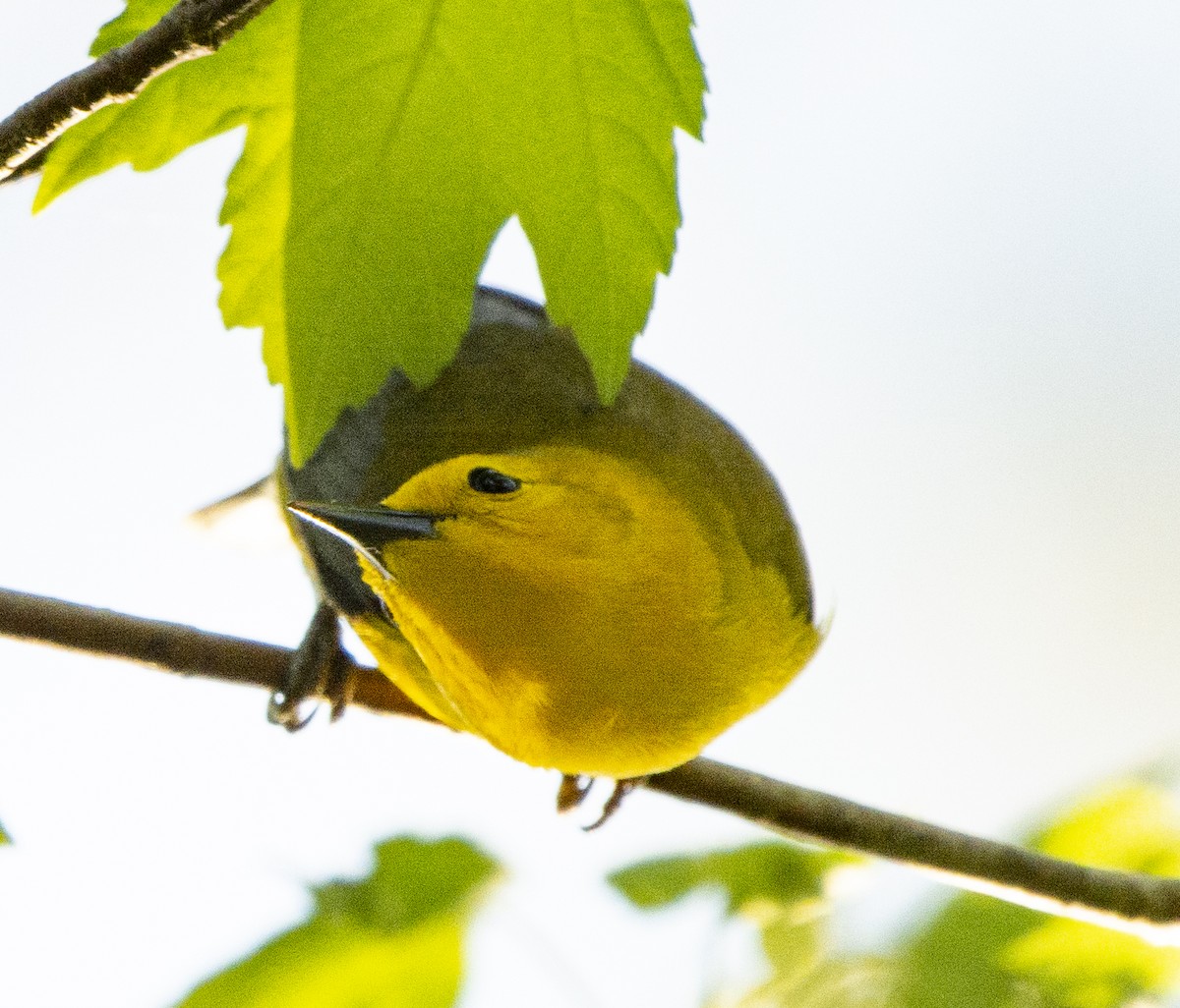 Prothonotary Warbler - ML617492280