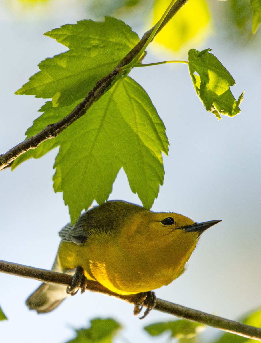 Prothonotary Warbler - ML617492281