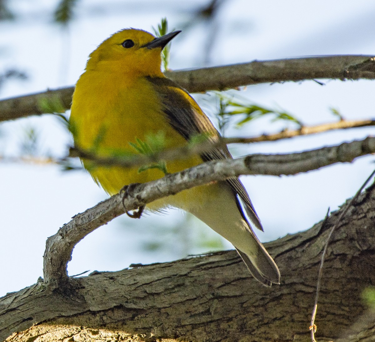 Prothonotary Warbler - ML617492282