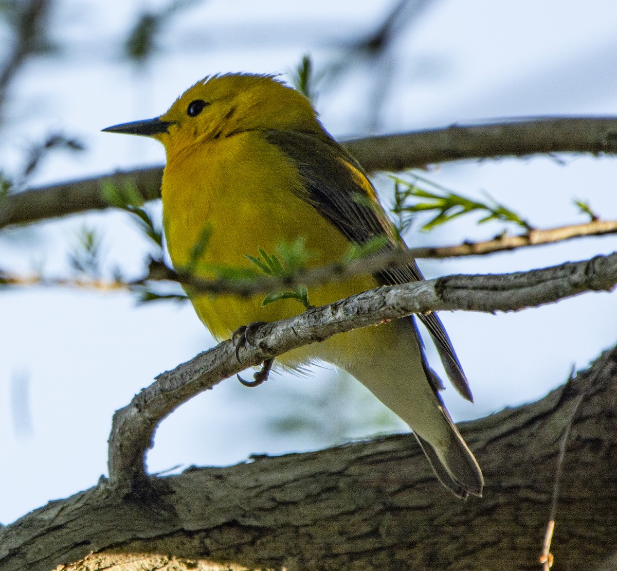 Prothonotary Warbler - ML617492283