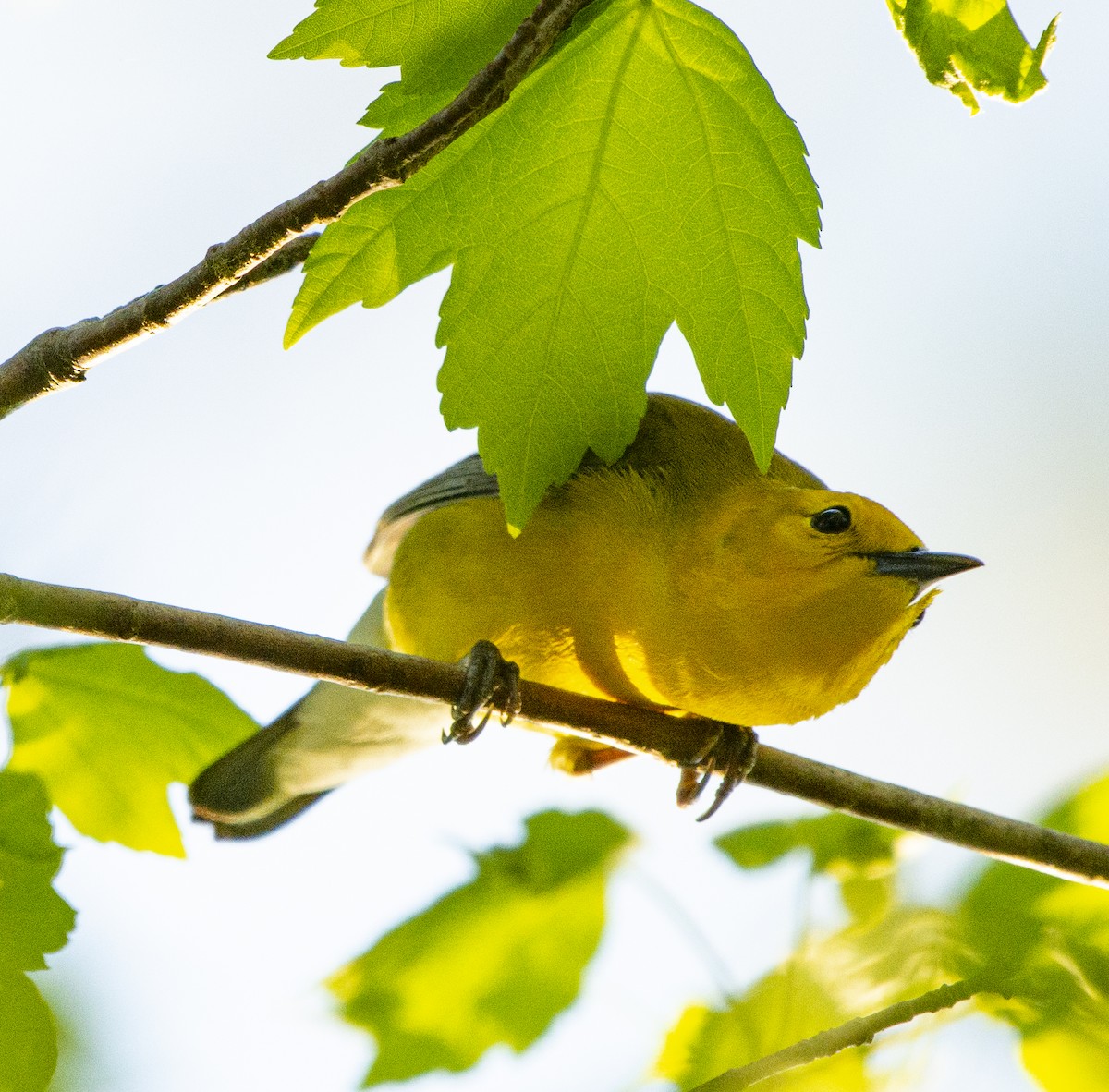 Prothonotary Warbler - ML617492284