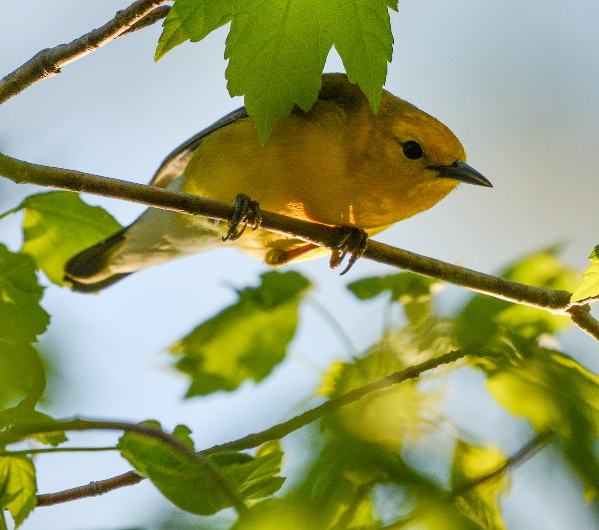Prothonotary Warbler - ML617492286