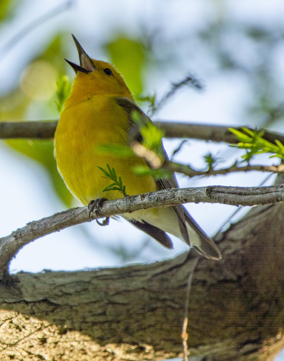 Prothonotary Warbler - ML617492287