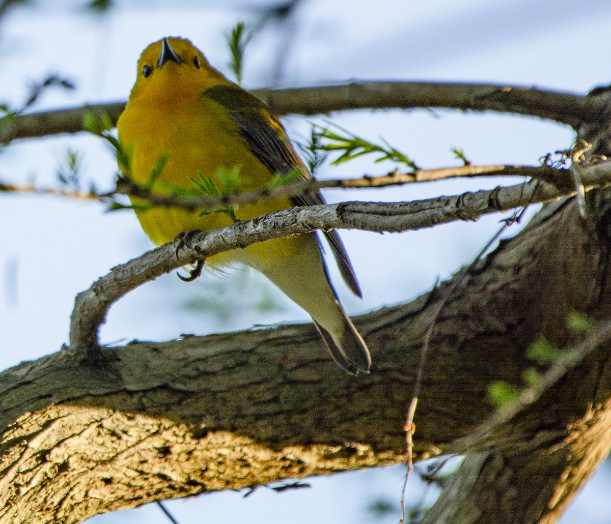 Prothonotary Warbler - ML617492289