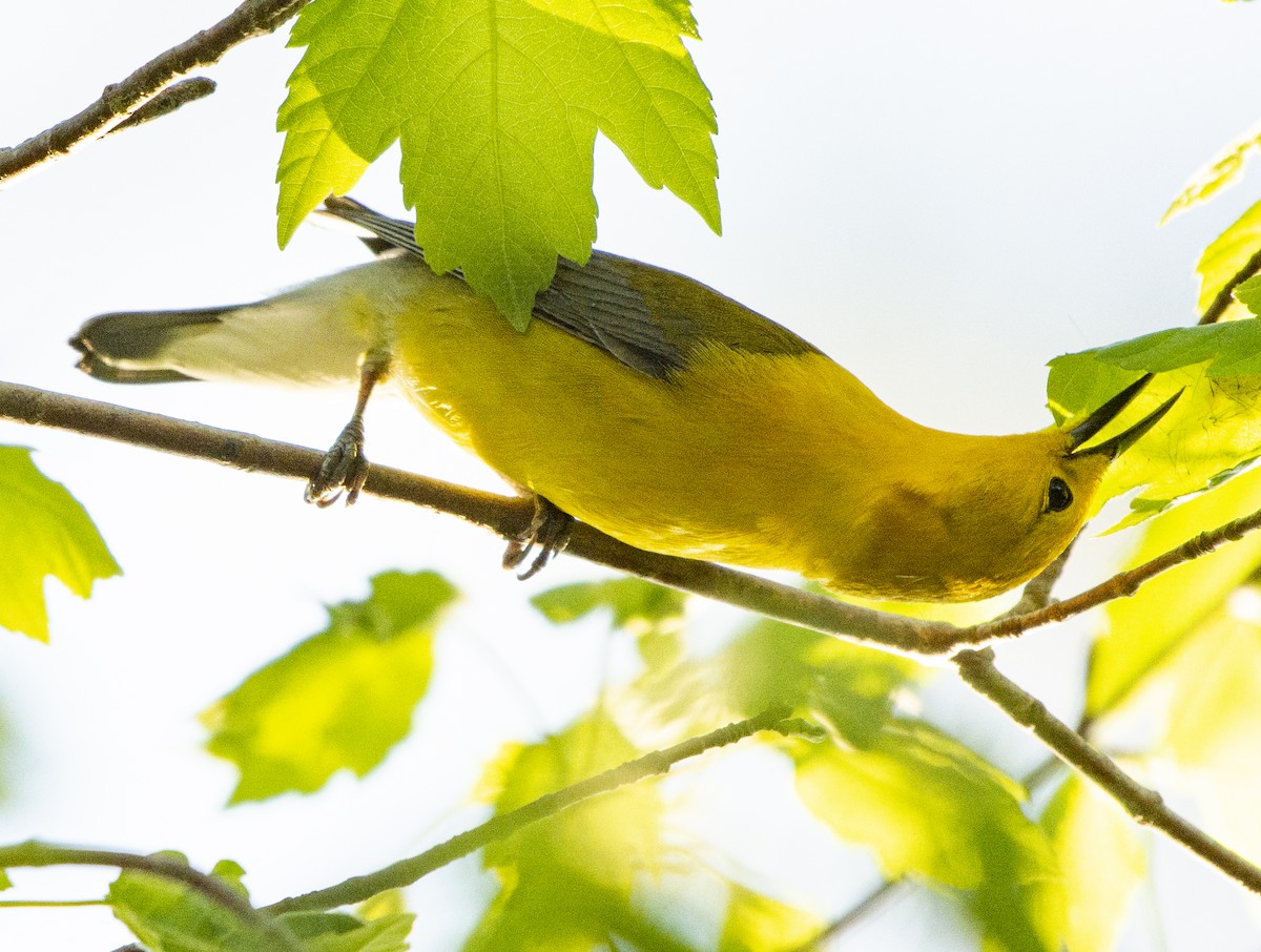 Prothonotary Warbler - ML617492290