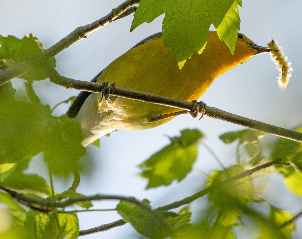 Prothonotary Warbler - ML617492291