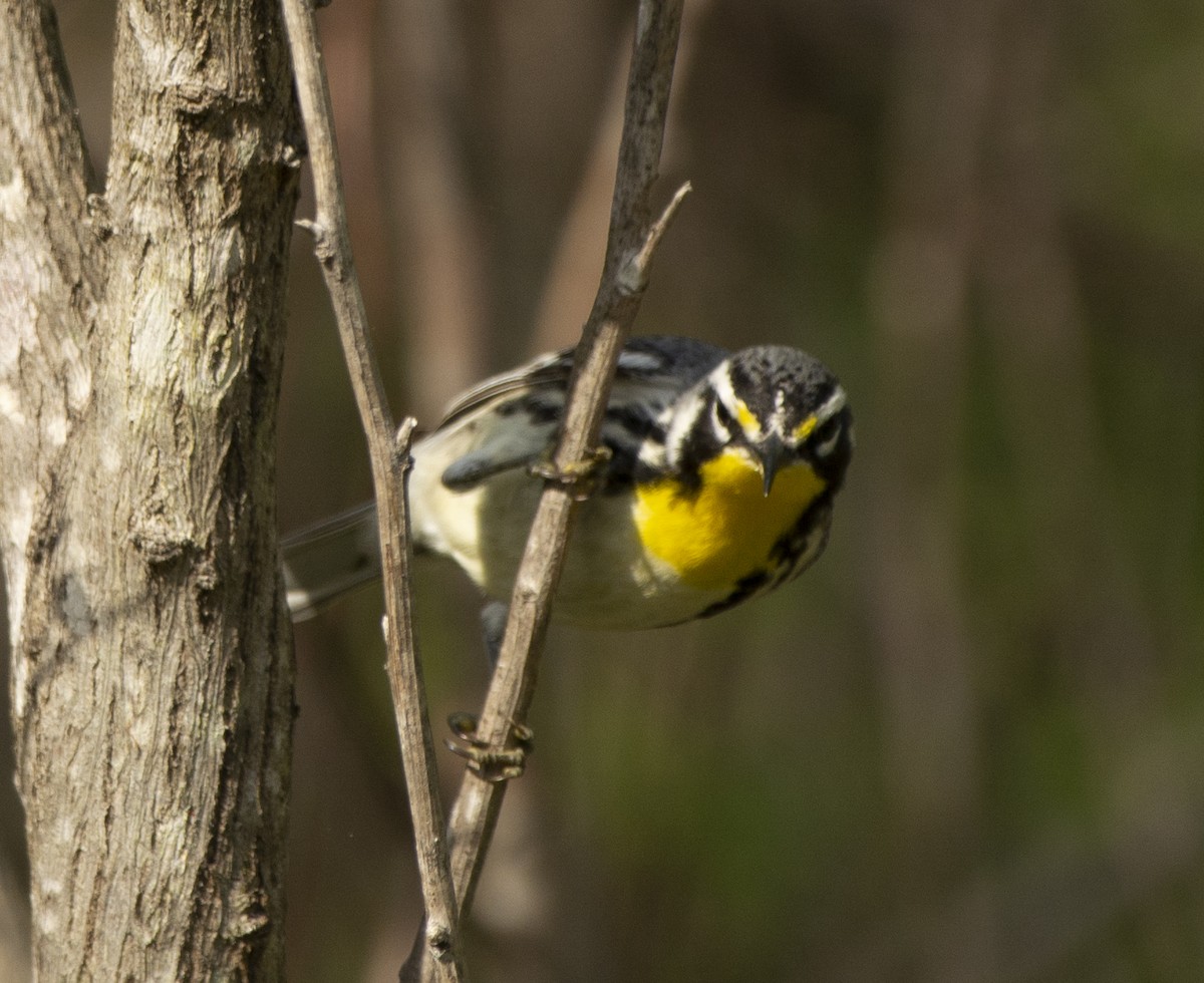 Yellow-throated Warbler - ML617492364