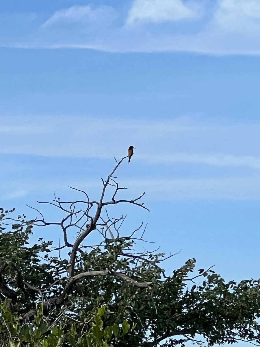 European Bee-eater - Juliana Botelho