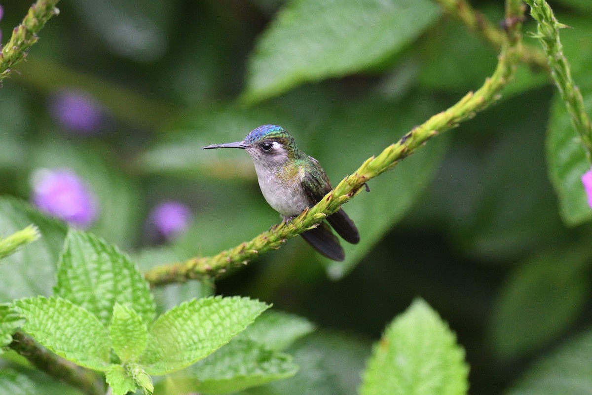 Violet-headed Hummingbird - terence zahner