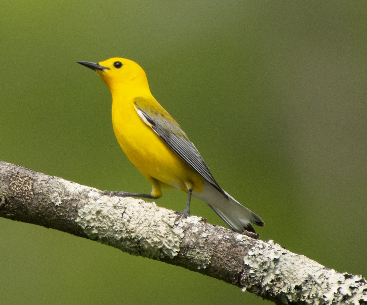 Prothonotary Warbler - ML617492464