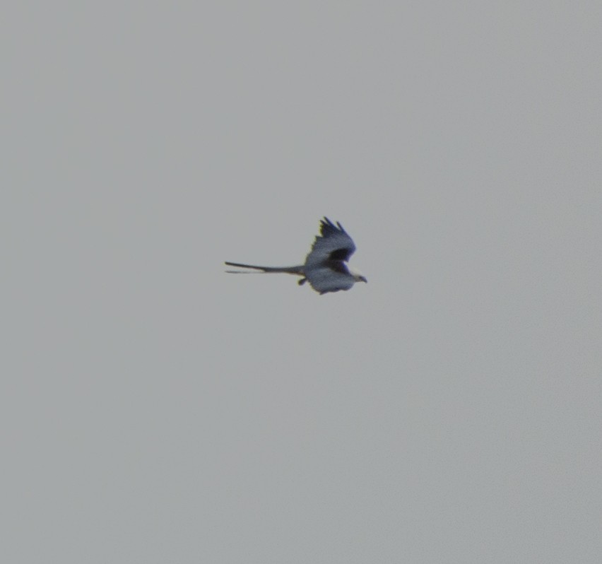 Swallow-tailed Kite - ML617492535