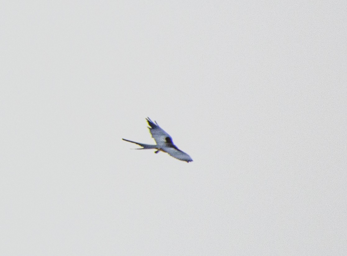 Swallow-tailed Kite - ML617492536