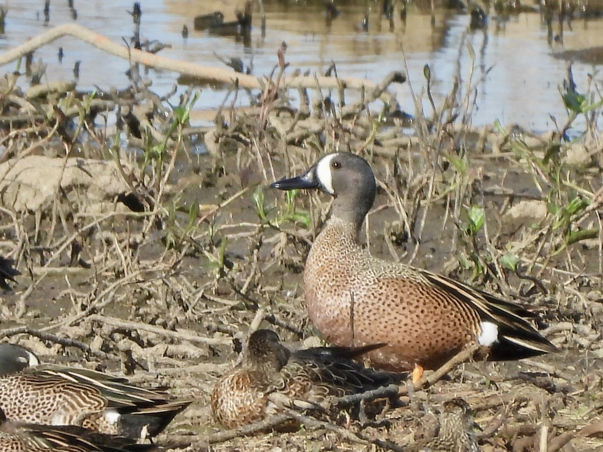 Blue-winged Teal - ML617492576