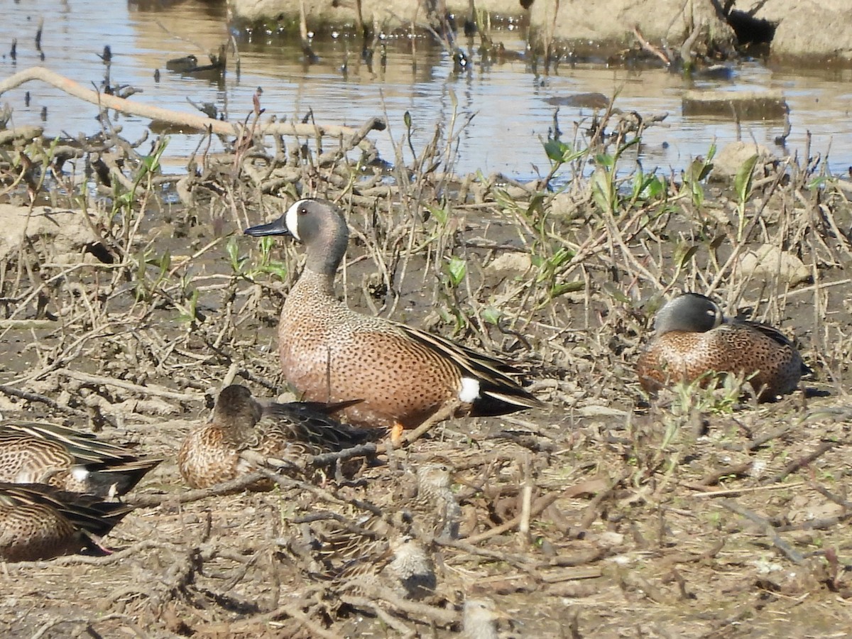 Blue-winged Teal - ML617492577