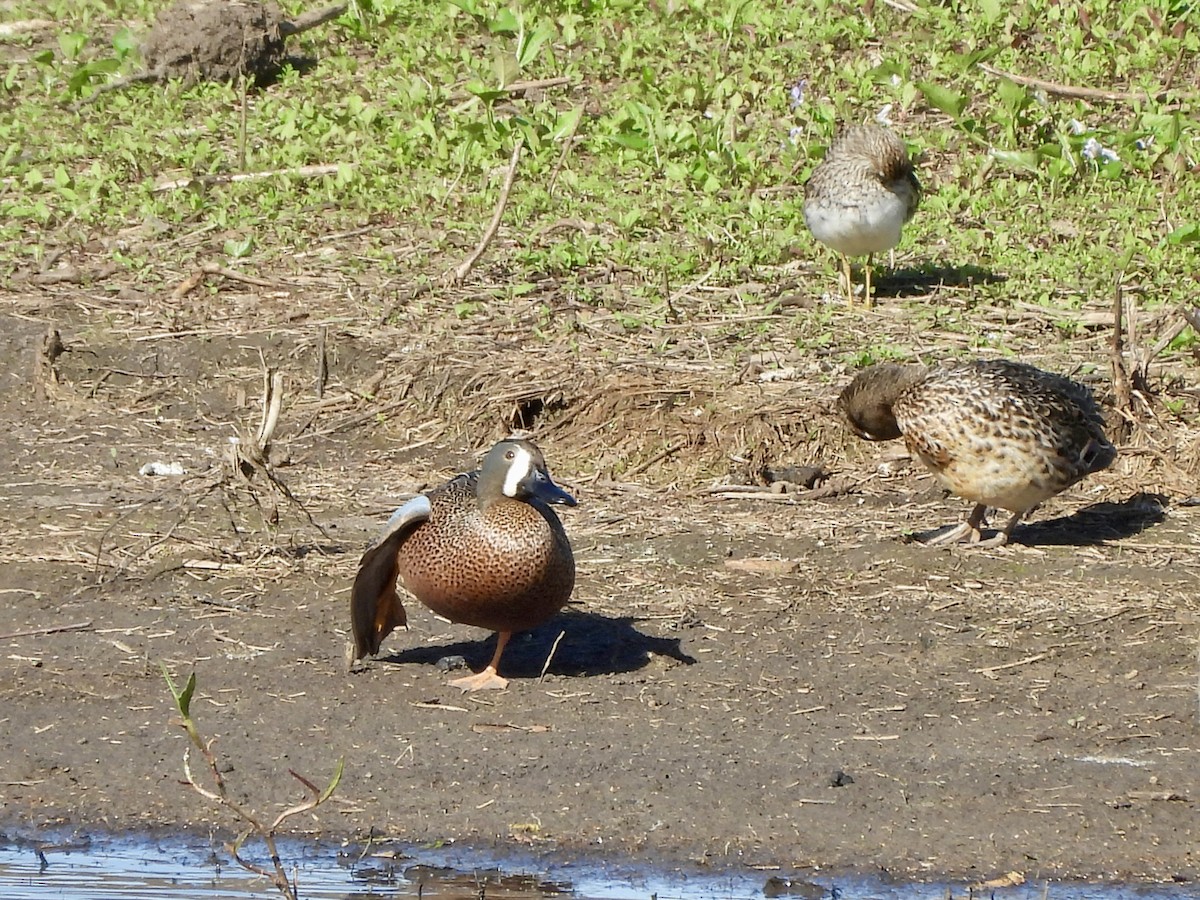 Blue-winged Teal - ML617492578