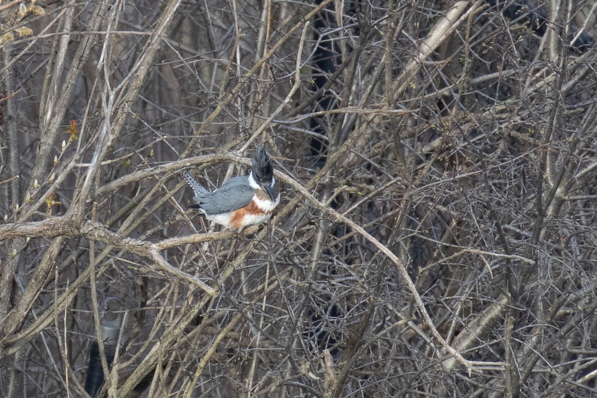 Belted Kingfisher - ML617492610