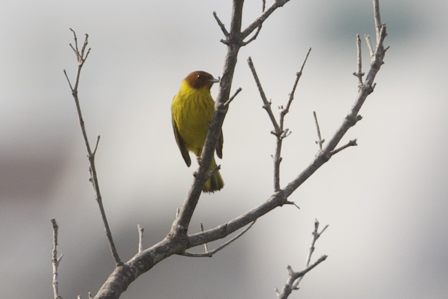 Yellow Warbler (Mangrove) - ML617492616