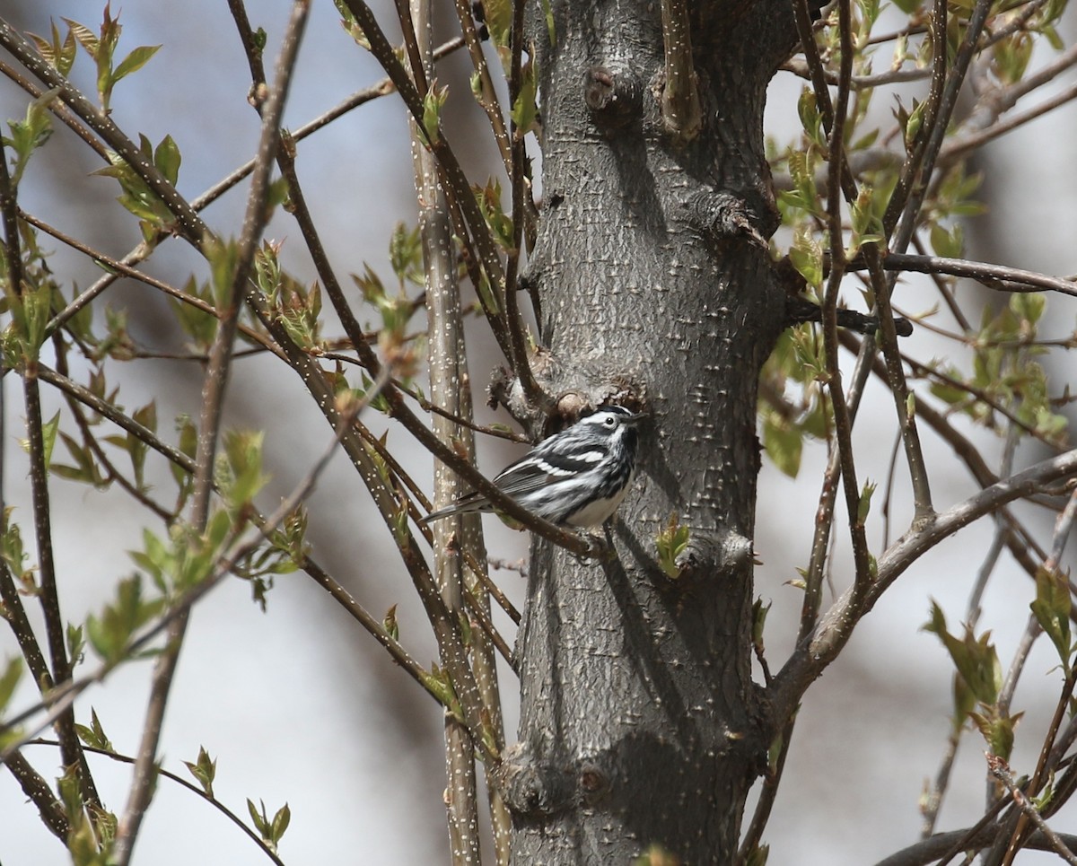 Black-and-white Warbler - ML617492748