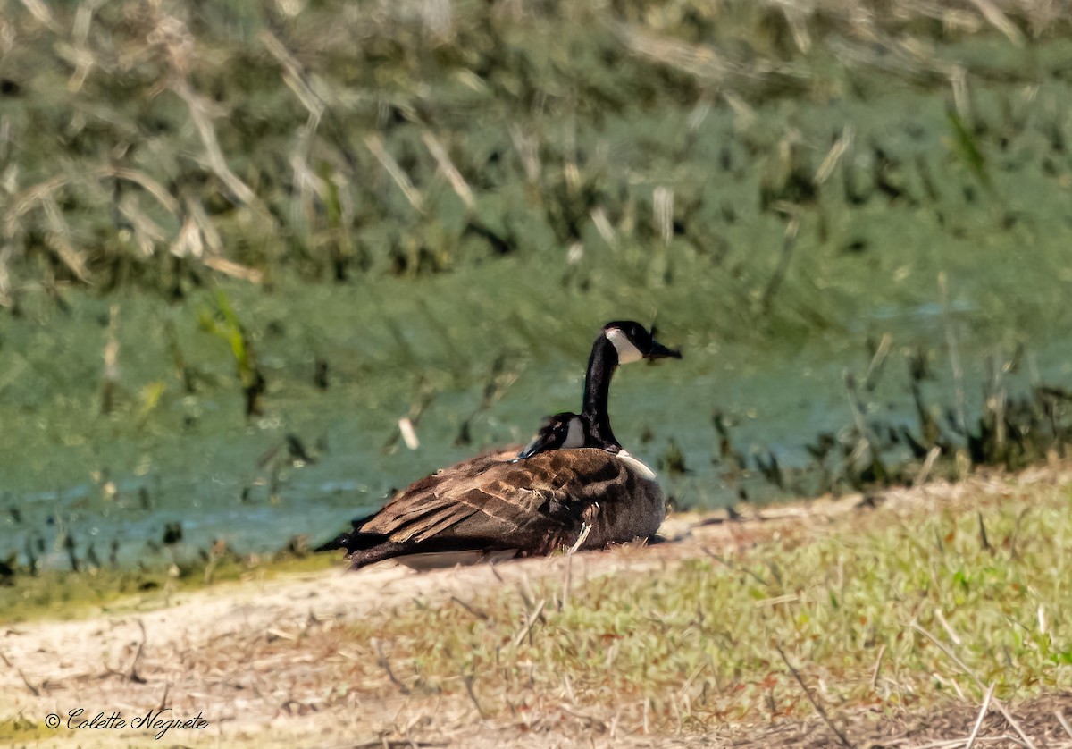 eBird Checklist 12 Apr 2024 Eagle Bluffs CA 56 species (+1 other taxa)