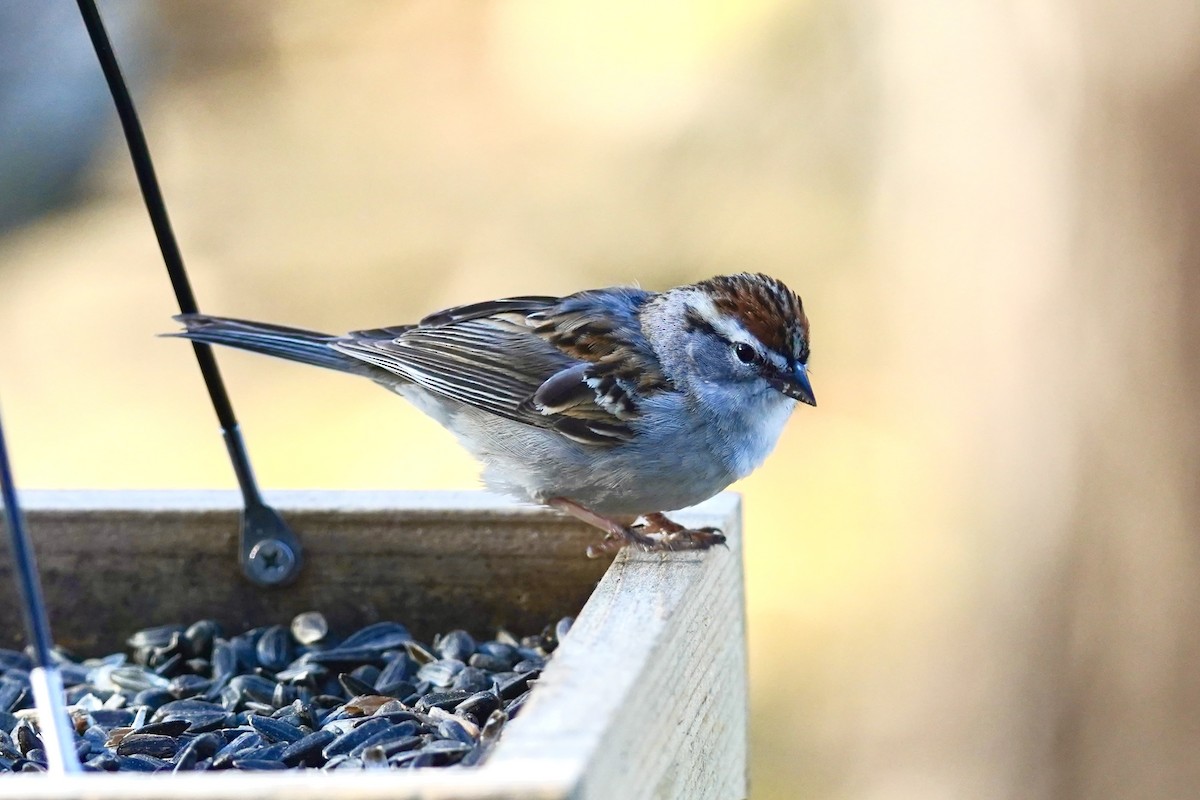 Chipping Sparrow - ML617492778