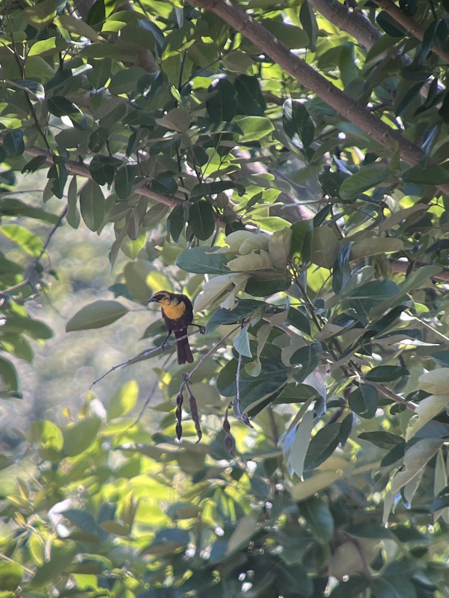 Yellow-headed Blackbird - Diego Rodríguez C.