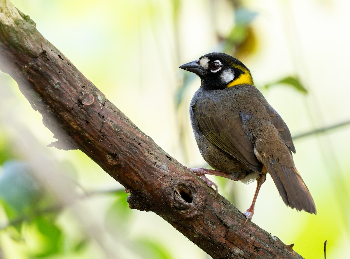 White-eared Ground-Sparrow - Forest Botial-Jarvis
