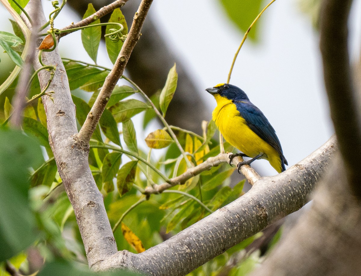 Yellow-throated Euphonia - Forest Botial-Jarvis