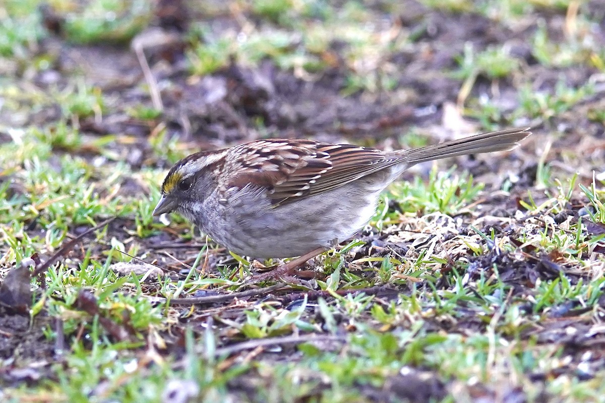 White-throated Sparrow - ML617492820