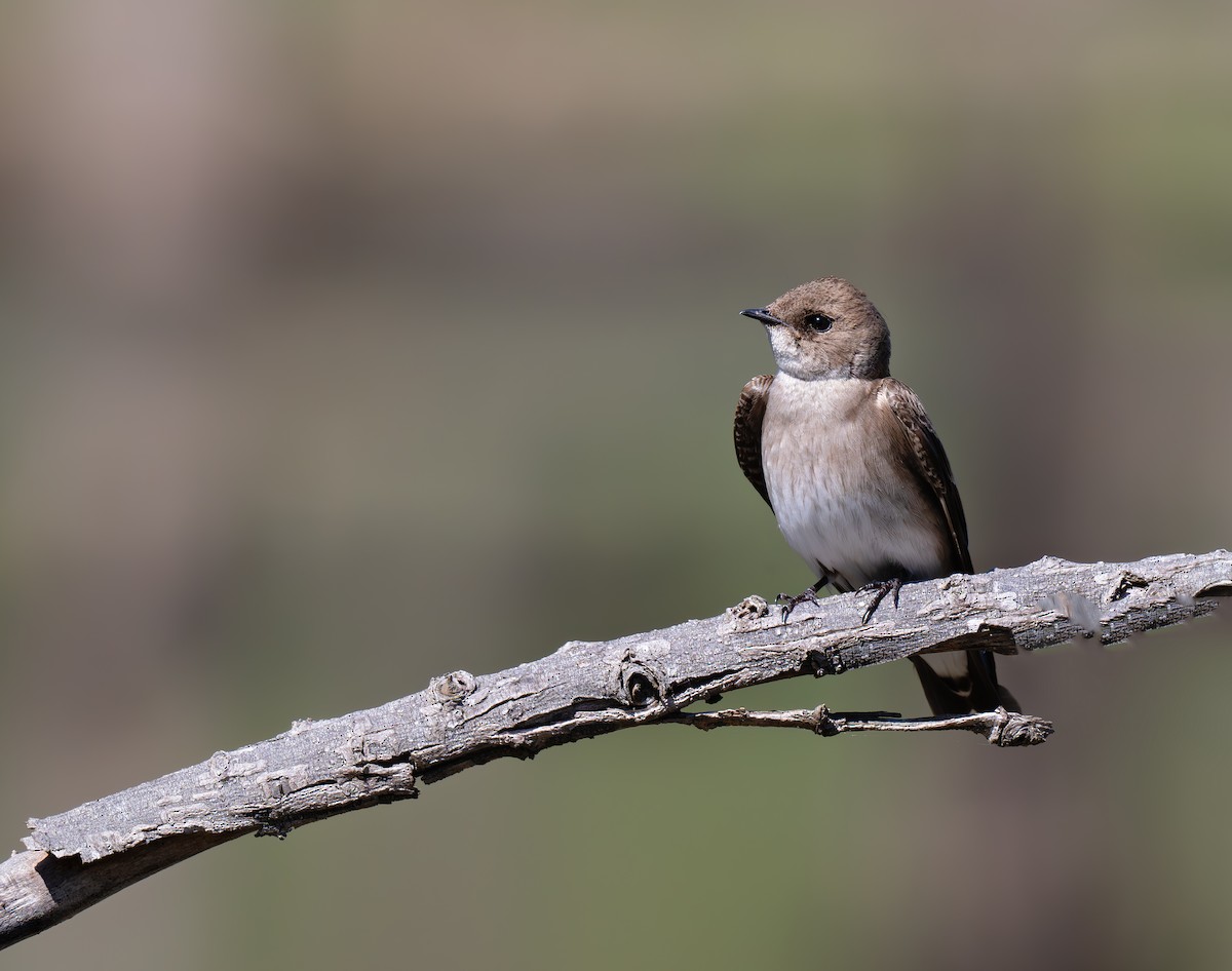 Northern Rough-winged Swallow - Karen Szafrajda